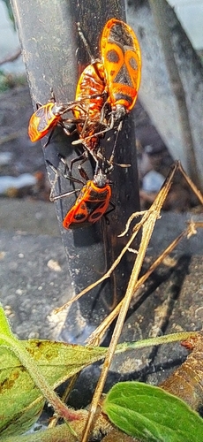 European Firebug