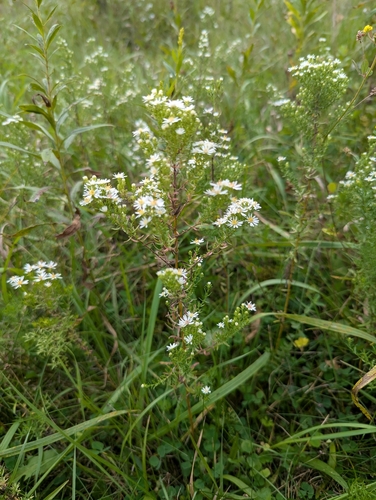 Symphyotrichum ericoides, photograph 3