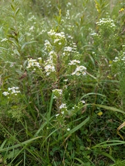 author not stated, no rights reserved Symphyotrichum ericoides, photograph author not stated, no rights reserved