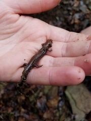 Plethodontinae