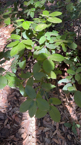 Tanoak