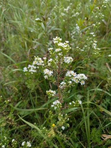 Symphyotrichum ericoides, photograph 4