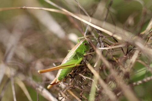 Bicolour Meadow Bush-cricket