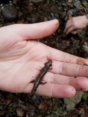 Plethodontinae