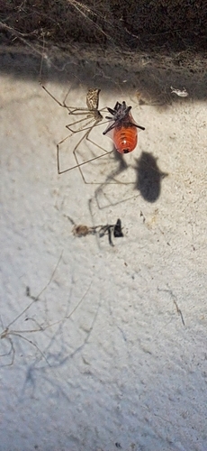 Long-bodied Cellar Spider