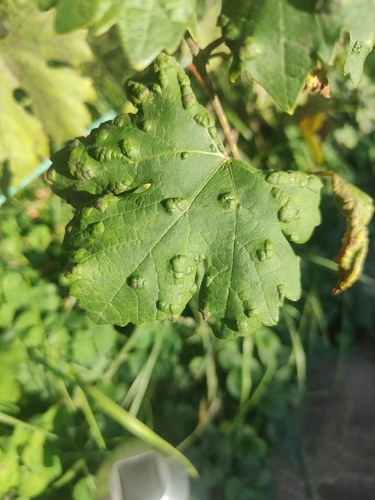 Grape Erineum Mite