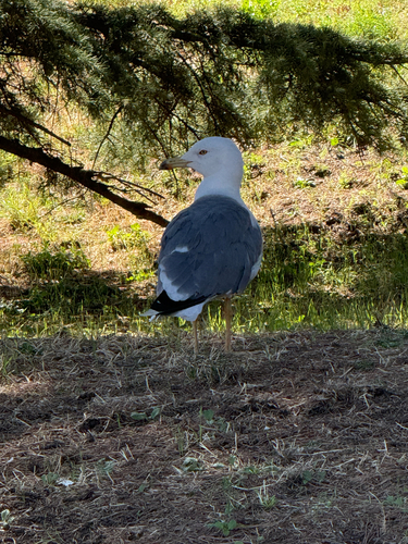 Yellow-legged Gull