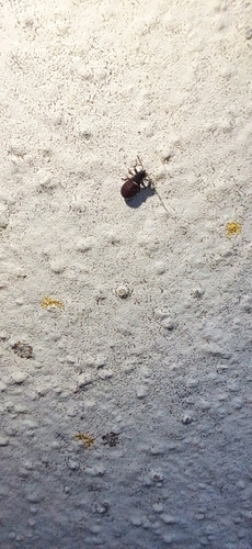 Lime seed bug