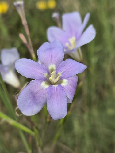 Moraea polyanthos
