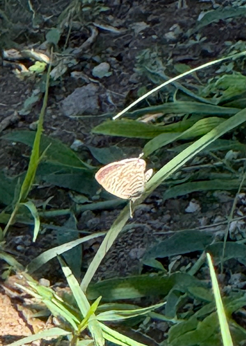 Lang's Short-tailed Blue