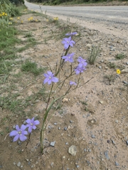 Moraea polyanthos, photograph (c) Martjie Fia Fourie, some rights reserved (CC BY)