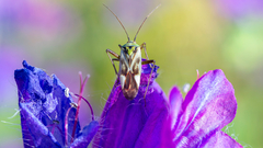 Reuterista instabilis