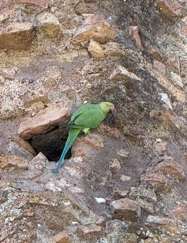 Rose-ringed Parakeet