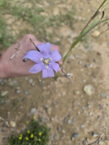 Moraea polyanthos, photograph 3
