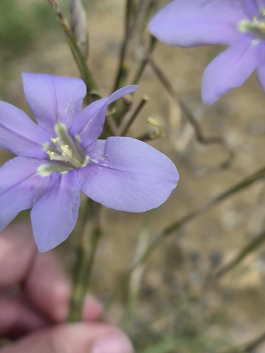 Moraea polyanthos, photograph 4