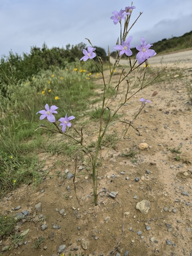 Moraea polyanthos, photograph 5