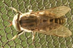 Tabanus maculicornis
