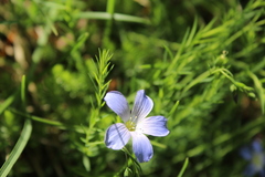 Linum alpinum
