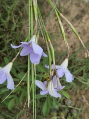 Moraea polyanthos, photograph (c) Martjie Fia Fourie, some rights reserved (CC BY)