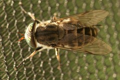 Tabanus maculicornis