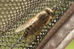 Tabanus maculicornis