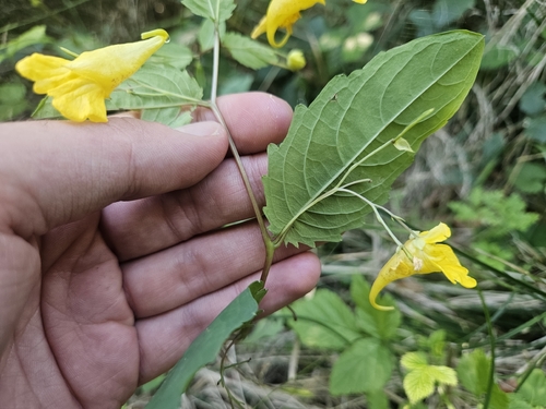 Impatiens noli-tangere