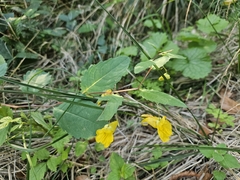 Impatiens noli-tangere, photograph (c) Marc Riera, some rights reserved (CC BY)