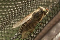 Tabanus maculicornis