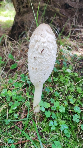 Shaggy Mane