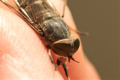 Tabanus maculicornis