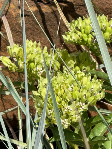 green antelopehorns