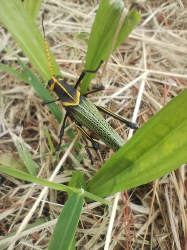Saltamonte perezoso norteamericano
