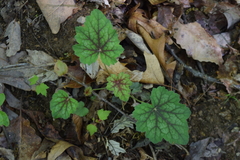 Heuchera longiflora