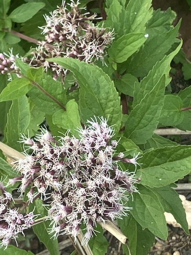 Eupatorium cannabinum, photograph 4