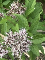 author not stated, no rights reserved Eupatorium cannabinum, photograph author not stated, no rights reserved