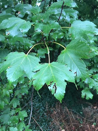 sycamore maple