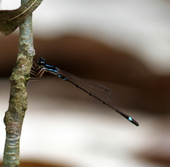Mortonagrion falcatum