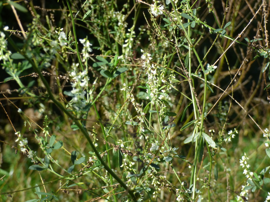 Melilotus albus; photograph (c) Luke, some rights reserved (CC BY-SA)