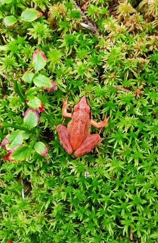 Agile Frog