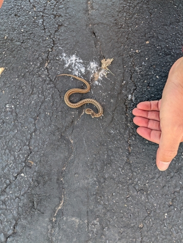 DeKay's Brownsnake