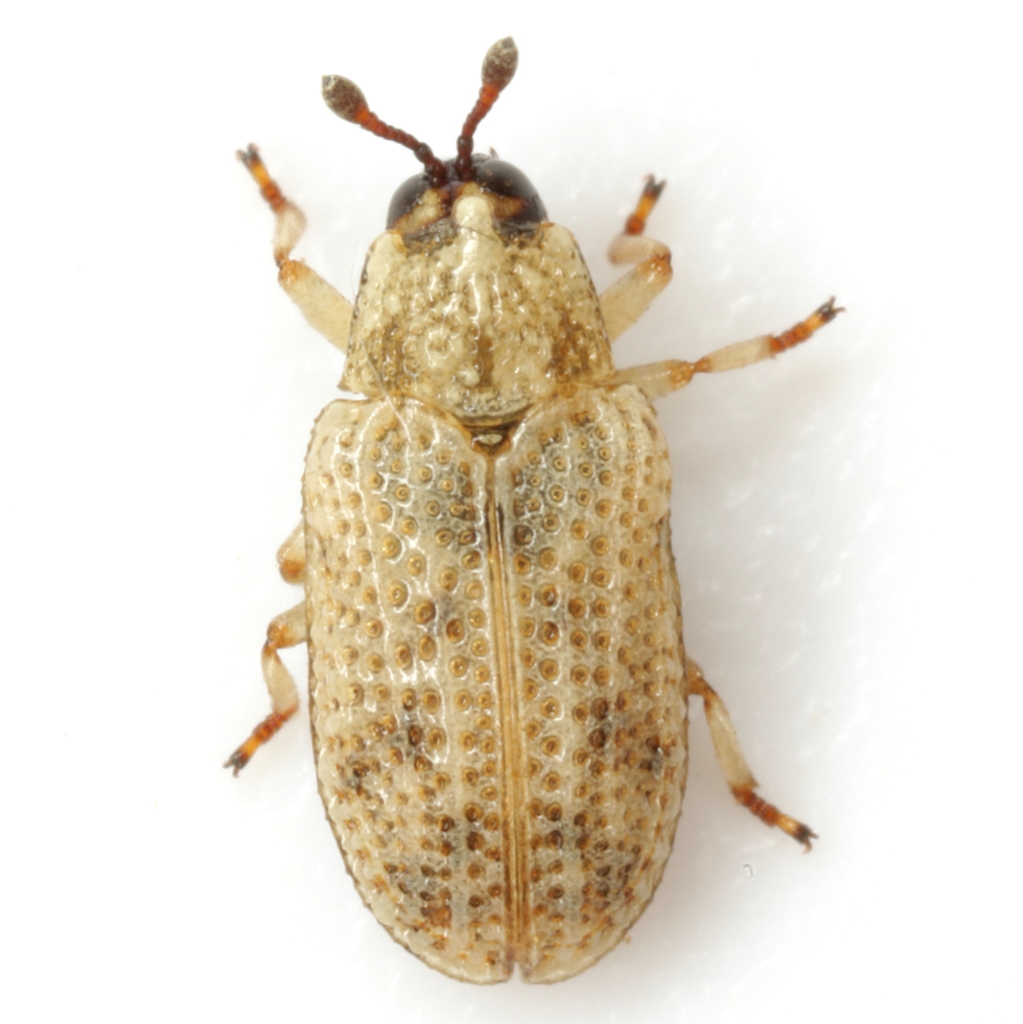 Stenopodius texanus
