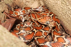 Pseudelaphe flavirufa