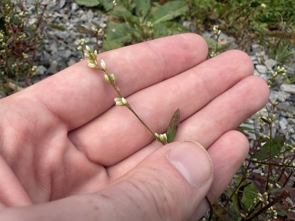 Persicaria hydropiperoides; photograph author not stated, no rights reserved