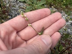 Persicaria hydropiperoides