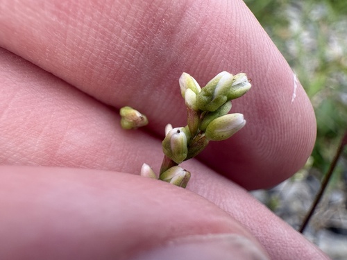 Persicaria hydropiperoides, photograph 1