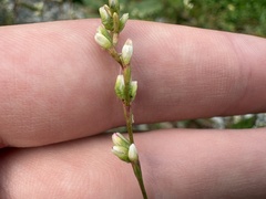 author not stated, no rights reserved Persicaria hydropiperoides, photograph author not stated, no rights reserved