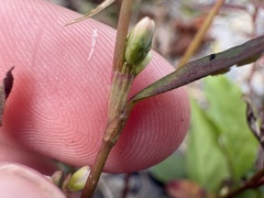 author not stated, no rights reserved Persicaria hydropiperoides, photograph author not stated, no rights reserved