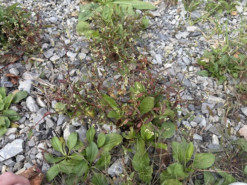 Persicaria hydropiperoides, photograph 4