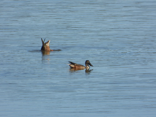 Northern Shoveler