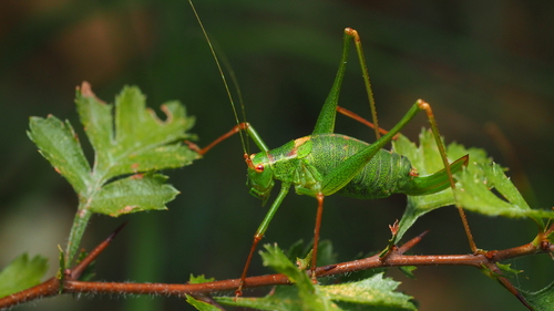 Speckled Bush-cricket